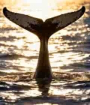  夕阳下鲸鱼尾露出海面770#横屏 	 