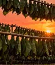  夕阳下晾晒的烟草1146#横屏 	 