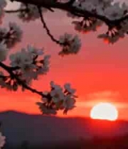  夕阳下绽放的樱花枝2068#横屏 	 
