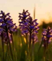  夕阳下紫色花草特写455#横屏 	 