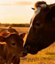  夕阳下母牛与小牛亲昵画面2821#横屏 	 