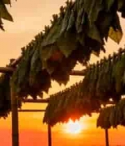  夕阳下晾晒的烟叶场景1644#横屏 	 - 