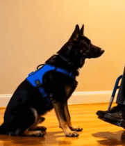 坐轮椅者与德国牧羊犬互动3558#横屏 