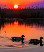  夕阳下湖面双鸭游弋场景2741#横屏 	 