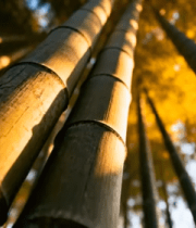 竹林阳光照射竹子特写2179#横屏 