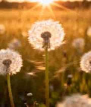  夕阳下蒲公英草地特写346#横屏 	 -