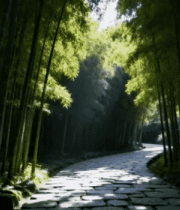 竹林中石板路自然风光1583#横屏 
