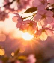  夕阳下绽放的樱花2022#横屏 	 