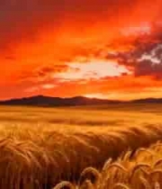  夕阳下的金色麦田风光2444#横屏 	 