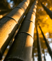 竹林阳光照射竹子素材2571#横屏 