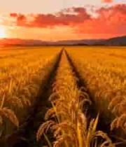  夕阳下的金黄稻田全景1909#横屏 	 