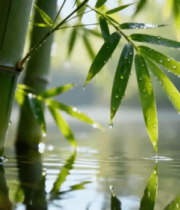 竹林中带水珠竹叶与水面倒影1213#横屏 