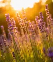  夕阳下的薰衣草花丛1784#横屏 	 