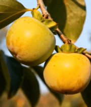 枝头柿子特写素材2109#横屏 