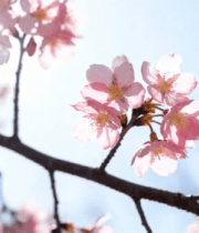 枝头绽放的粉色樱花3637#横屏 