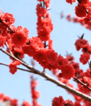 头盛开的红色花朵5333#横屏 