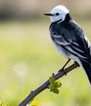 枝头小鸟特写4544#横屏 