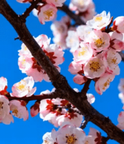 枝头绽放的粉色花朵1652#横屏 