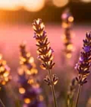  夕阳下的薰衣草特写2837#横屏 	 -