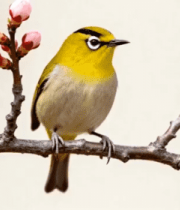 头小鸟与盛开花朵特写3111#横屏 