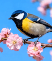枝头小鸟与盛开樱花150#横屏 