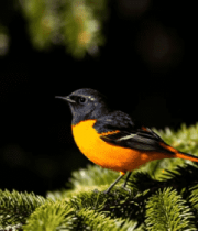 枝头栖息的彩色小鸟1470#横屏 