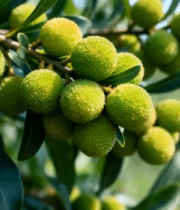 头未成熟杨梅特写3534#横屏 