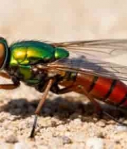  微距下的绿色苍蝇特写245#横屏 	 