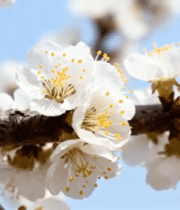 头绽放的白色花朵5438#横屏 