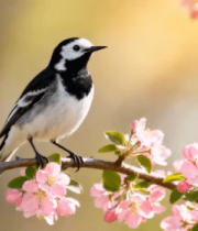 枝头小鸟与盛开花朵4861#横屏 