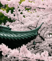 中式建筑旁盛开的樱花264#横屏 