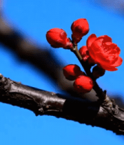 枝头盛开的红色梅花4104#横屏 