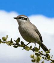 头小鸟特写(1)4646#横屏 