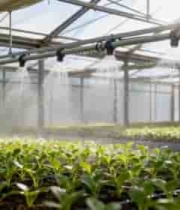  温室大棚内蔬菜灌溉场景143#横屏 	 