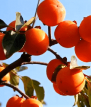 枝头成熟的柿子果实262#横屏 