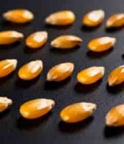  微距拍摄黄色谷物素材2069#横屏 	 