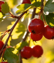 枝头成熟山楂特写3781#横屏 