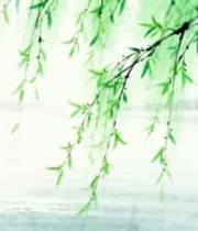  水墨风柳树垂枝画面2678#横屏 	 