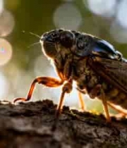  树干上的蝉特写(1)2906#横屏 	 