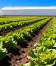  蔬菜种植基地农田风光157#横屏 	 