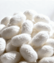 一堆蚕茧特写196#横屏 