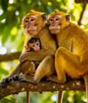  树上猕猴亲子依偎场景1616#横屏 	 