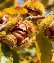  树枝上生长的带刺板栗果实923#横屏 	 