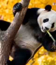  树上吃竹子的大熊猫2918#横屏 	 -
