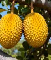  树上挂着的成熟榴莲1778#横屏 	 
