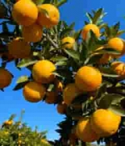  树上成熟的橙子246#横屏 	 