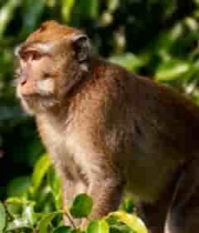  树枝上的猕猴特写1669#横屏 	 