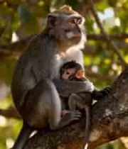  树上猕猴母子亲密依偎2176#横屏 	 -