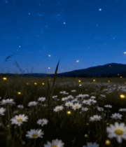 夜幕下田野中飞舞的萤火虫1409#横屏 