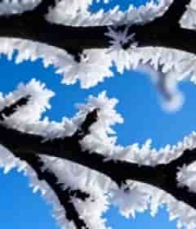  树枝上的雾凇特写691#横屏 	 - 